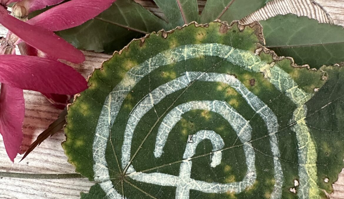 Labyrinth form painted with white ink on a leaf. The leaf with the labyrinth is layered over a Japanese maple leaf and a red cluster of samara (helicopter seeds).