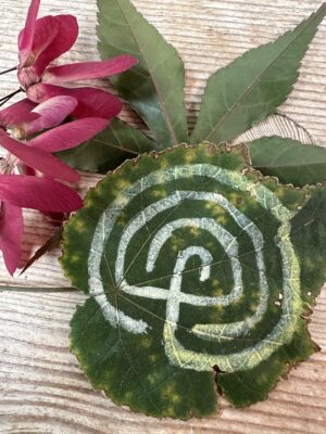 Labyrinth form painted with white ink on a leaf. The leaf with the labyrinth is layered over a Japanese maple leaf and a red cluster of samara (helicopter seeds).